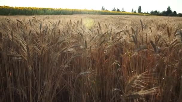 Pšeničné Pole Zlaté Uši Pšenice Poli Pozadí Dozrávajících Uší Lučního — Stock video