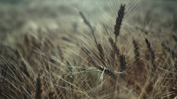 Buğday Tarlası Tarlada Altın Buğday Kulakları Olgunlaşan Çayırlık Buğday Tarlalarının — Stok video