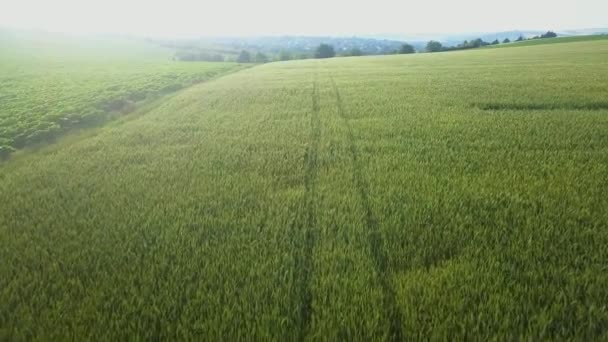 Vol Dessus Des Champs Avec Blé Jeune Dans Journée Été — Video