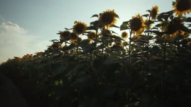 Ayçiçeği alanında. Yaz aylarında ayçiçeği ile güzel alanlar.