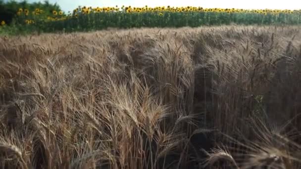 Buğday Tarlası Tarlada Altın Buğday Kulakları Olgunlaşan Çayırlık Buğday Tarlalarının — Stok video