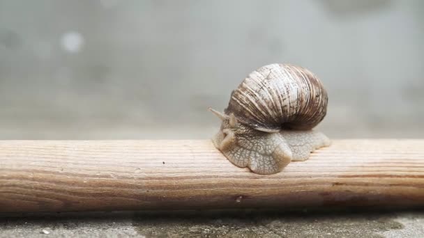 Macro-gros plan avant de l'escargot romain Helix pomatia. Gros escargot rampant sur un bâton de bois .