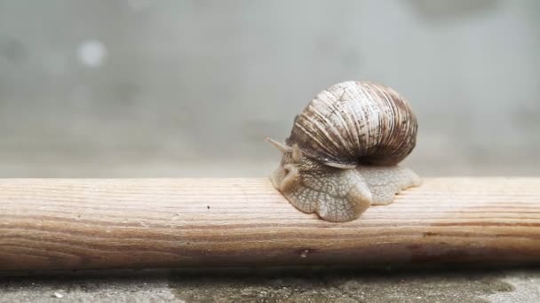 Przód Ekstremalne Makro Zbliżenie Helix Pomatia Roman Ślimak Duży Ślimak — Wideo stockowe