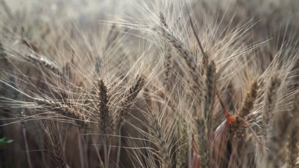 Champ Blé Des Épis Blé Dorés Sur Champ Contexte Mûrissement — Video