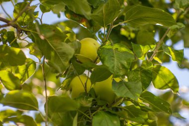 Meyve bahçesinde sarı elma