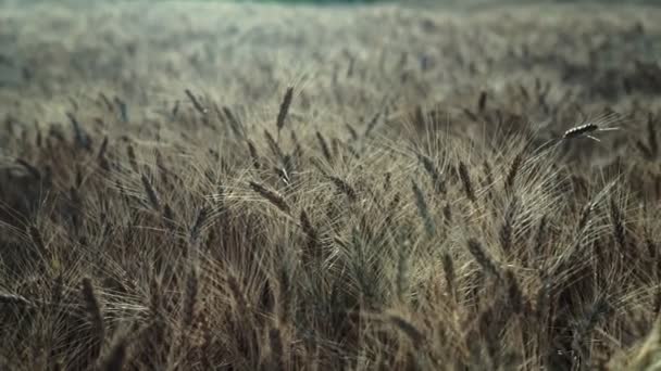 Campo Trigo Orelhas Douradas Trigo Campo Fundo Amadurecimento Orelhas Campo — Vídeo de Stock