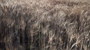Buğday tarlası. Tarlada altın buğday kulakları. Olgunlaşan çayırlık buğday tarlalarının arka planı. Zengin hasat kavramı