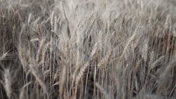 Campo Trigo Orelhas Douradas Trigo Campo Fundo Amadurecimento Orelhas Campo — Vídeo de Stock