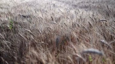 Buğday tarlası. Tarlada altın buğday kulakları. Olgunlaşan çayırlık buğday tarlalarının arka planı. Zengin hasat kavramı