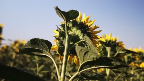 Napraforgó Mező Élénk Napraforgó Mező Közelről Sok Sárga Virágokkal Nyáron — Stock videók