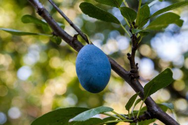 Ağaçta olgun kırmızı erikler