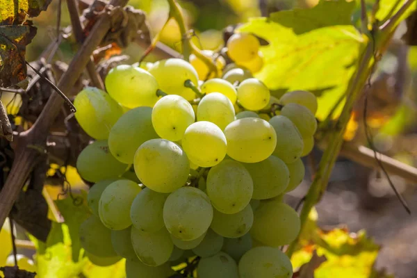 Massa druvor på en vinranka i sunchine. Winegrowers druvor. — Stockfoto