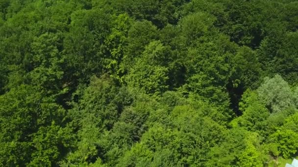 Câmera Visão Aérea Move Subindo Floresta Verde Densos Topos Árvores — Vídeo de Stock