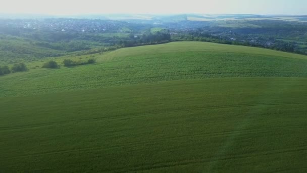 Vuelo Sobre Campos Con Trigo Joven Día Verano — Vídeos de Stock