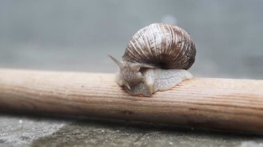 Helix pomatia Roma salyangoz ön aşırı makro closeup. Tahta bir sopa üzerinde sürünen büyük salyangoz.