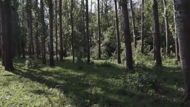 緑の森の木々の間を移動するカメラ 公共の公園 — ストック動画