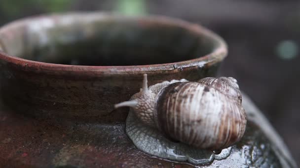 Macro Gros Plan Avant Escargot Romain Helix Pomatia Gros Escargot — Video