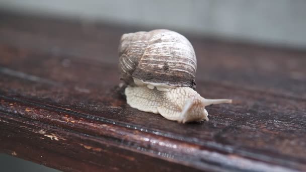 Snigel Kryper Genom Styrelsen Trädgården Träskiva — Stockvideo