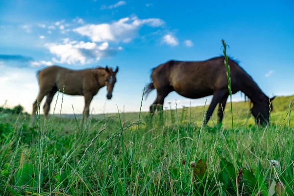 Puledro con una cavalla su un pascolo estivo — Foto Stock