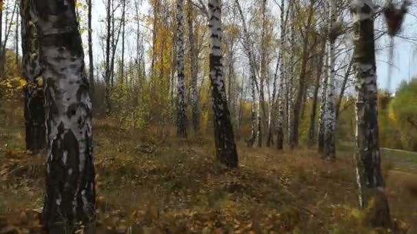 Movimento Floresta Entre Árvores Contra Sol Câmera Move Através Uma — Vídeo de Stock