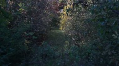 Sonbahar renkli ceviz ağacının yaprakları. Yakın kadar tek numaralı seribaşı Çekirdekli meyveler ceviz ağacı