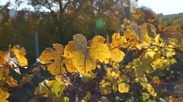 Jesienna Winnica Żółte Pomarańczowe Czerwone Liście Rośliny Grapevine Pracuje Strzał — Wideo stockowe