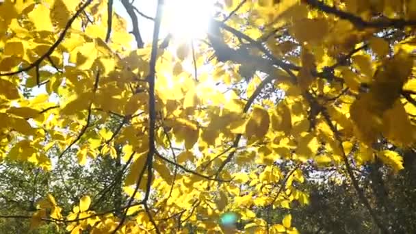 クルミの木で秋の紅葉 クルミの木の石の果物をシングル シードのクローズ アップ — ストック動画
