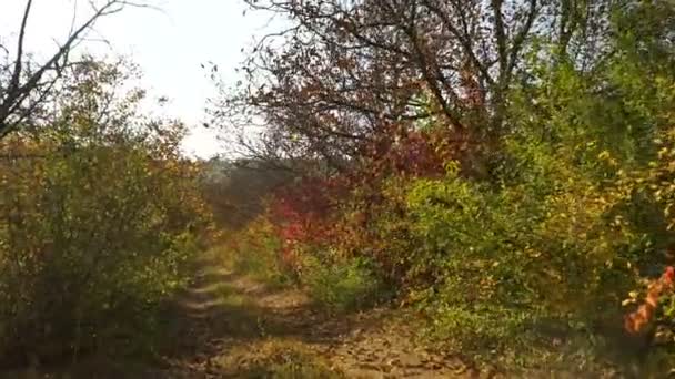 Kamera Porusza Się Wzdłuż Jesiennej Alei Drzew Orzechowych Jesienny Kolorowy — Wideo stockowe