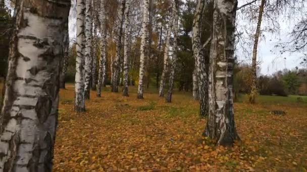 树木与太阳的森林运动 摄像机穿过柏树 — 图库视频影像