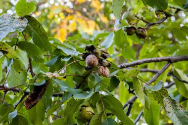 Yeşil kabuk içinde ceviz. Ceviz ağacı.