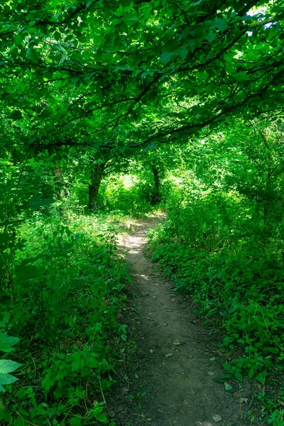 Un sentiero forestale conduce attraverso una fitta e verde foresta soleggiata . — Foto Stock