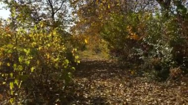 Kamera fındık ağaçlarının sonbahar sokak boyunca hareket eder. Sonbahar renkli manzara.
