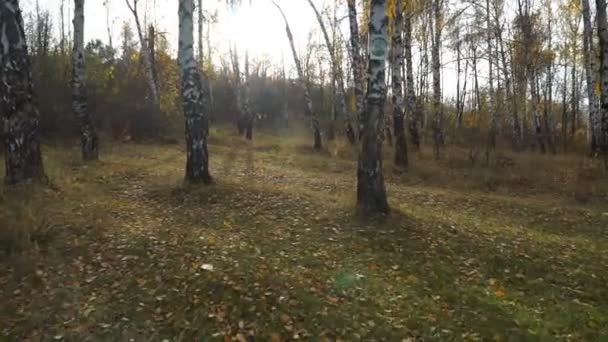 树木与太阳的森林运动 摄像机穿过柏树 — 图库视频影像