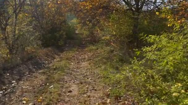 Bewegt Sich Die Kamera Entlang Der Herbstallee Der Nussbäume Herbstfarbene — Stockvideo