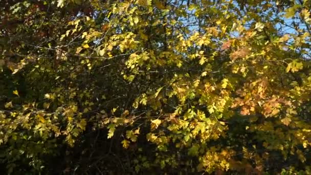 Autumn colorful leaves on walnut tree. Close Up of single-seeded stone fruits of the walnut tree — Stock Footage Autumn Colorful Leaves Walnut Tree Close Single Seeded Stone Fruits Royalty Free Stock Footage