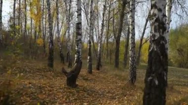 Ormandaki Güneşe Karşı Ağaçlar Arasındaki Hareket. Kamera bir Huş ağacının içinden geçer.