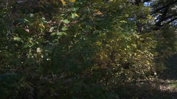 Осенние Красочные Листья Ореховом Дереве Закрыть Односеменные Косточковые Плоды Грецкого — стоковое видео