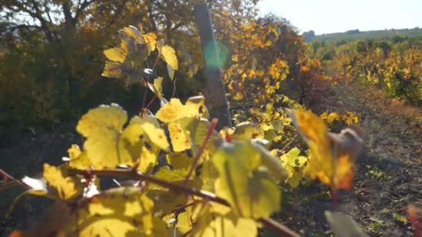 Jesienna Winnica Żółte Pomarańczowe Czerwone Liście Rośliny Grapevine Pracuje Strzał — Wideo stockowe