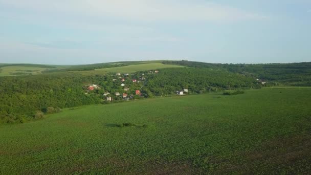 Aerial Flug Über Ein Kleines Junges Sonnenblumenfeld Agrokultur Erntekonzept Moldawien — Stockvideo