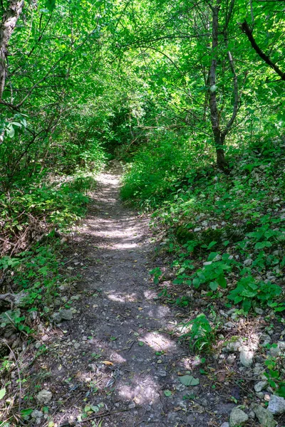 Um caminho florestal leva através de um denso e verde — Fotografia de Stock