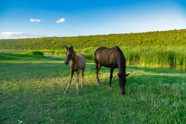 Foal z mare — Zdjęcie stockowe
