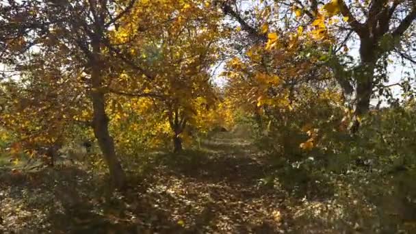 照相机沿着坚果树的秋天小巷移动 秋天的色彩景观 — 图库视频影像
