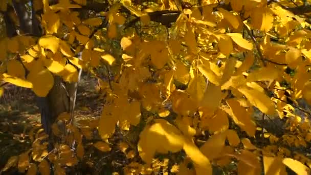 Podzimní Barevné Listí Ořešáku Close Peckového Ovoce Peckami Jednoho Ořešáku — Stock video