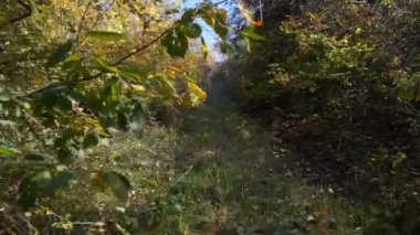 Sonbahar renkli ceviz ağacının yaprakları. Yakın kadar tek numaralı seribaşı Çekirdekli meyveler ceviz ağacı