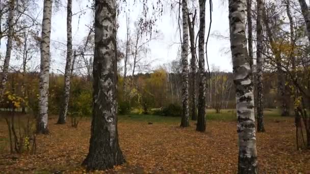 Beweging Het Bos Tussen Bomen Tegen Zon Camera Beweegt Door — Stockvideo