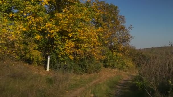 カメラは木の秋の路地に沿って移動します 秋の色の風景 — ストック動画