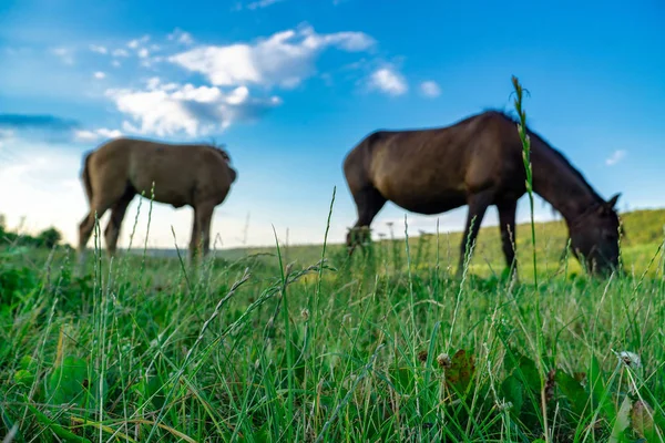 Puledro con una cavalla — Foto Stock