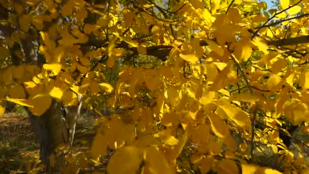 Feuilles Colorées Automne Sur Noyer Gros Plan Sur Les Fruits — Video