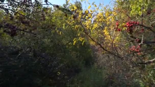 Autumn colorful leaves on walnut tree. Close Up of single-seeded stone fruits of the walnut tree — Stock Footage Autumn Colorful Leaves Walnut Tree Close Single Seeded Stone Fruits Video Clip