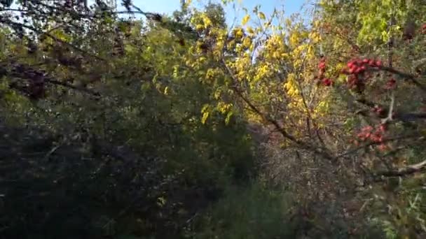 Kleurrijke Herfstbladeren Walnut Tree Close Van Steenfruit Single Zaadjes Van — Stockvideo